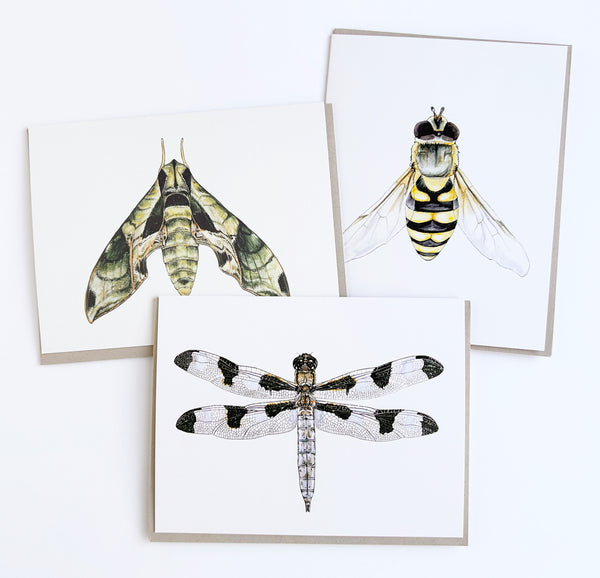 Insect 6 Card Set